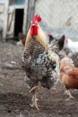Horoz - benekli ve kırmızı kuş çiftliği bahçede yürümek. 