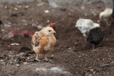 Little Leghorn chicken walk in the farm yard.  clipart