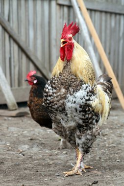Horoz - benekli ve kırmızı kuş çiftliği bahçede yürümek.
