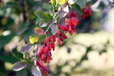 Kızamık çilek üzerinde yeşil bir çalı büyümek.