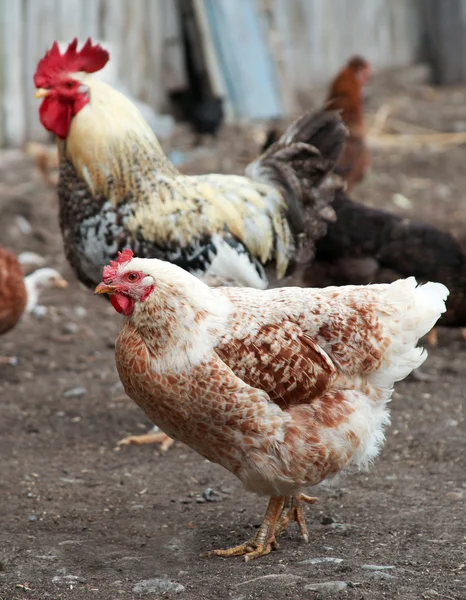 Leghorn kurczaka i rooster chodzić w farmie. — Zdjęcie stockowe