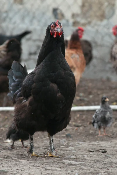 Andar de galinha irritado Australorp no quintal da fazenda . — Fotografia de Stock