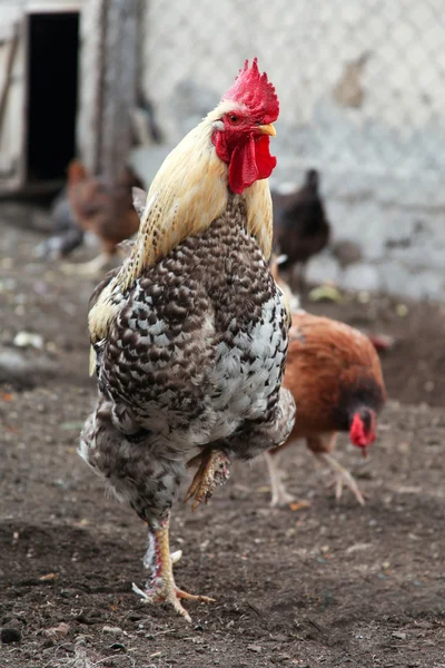 Rooster - speckled and red bird walk in the farm yard.