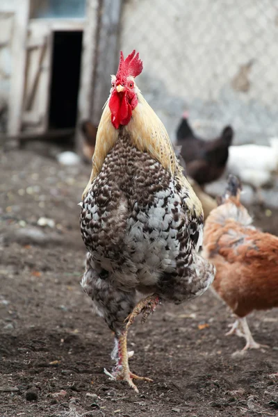 Rooster - speckled and red bird walk in the farm yard.