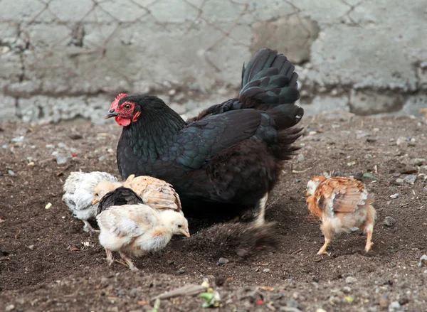 Chicken-mum and small chickens are walking in the farm yard. The