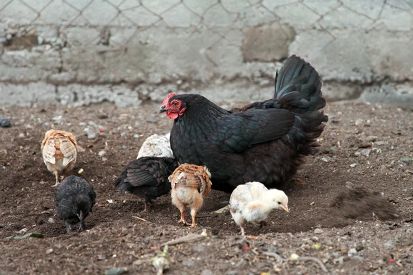 Chicken-mum and small chickens are walking in the farm yard. The