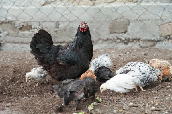 Chicken-mum and small chickens are walking in the farm yard. The