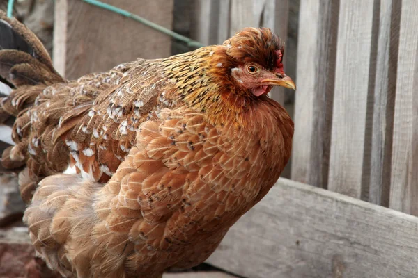 Bóbitás piros csirke walk gazdaság udvarán. — Stock Fotó