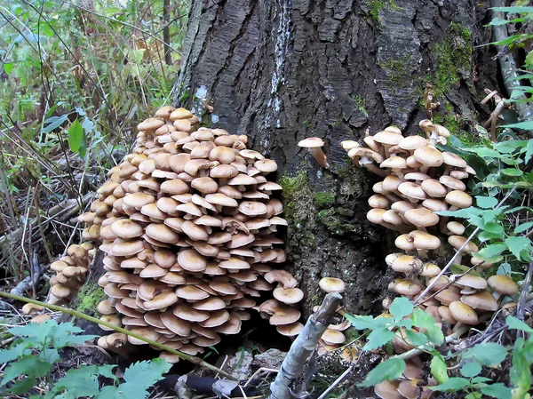 Família grande de fungo de mel em uma árvore — Fotografia de Stock