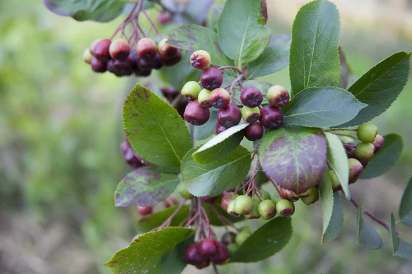 Hitam chokeberry tumbuh pada cabang pohon — Stok Foto