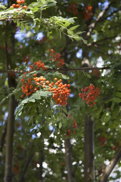 I mazzi arancioni di sorbo crescono su un ramo — Foto Stock