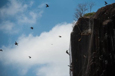 MUMBAI/INDIA - MAY 19, 2020 : Worker hangs from a rope works on wire mesh during the construction of rockfall mitigation at Gilbert hill clipart