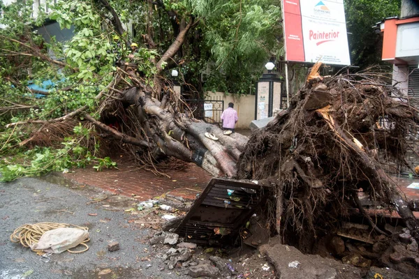 Mumbai India 2020年6月3日 Covid 19コロナウイルス大流行の際にサイクロンニサルガがインド西海岸を襲った後 Worliで根こそぎになった木 — ストック写真