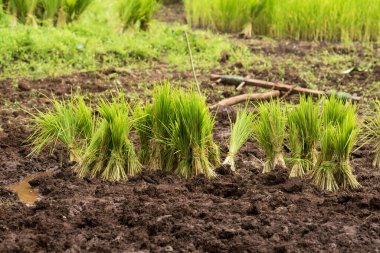 MUMBAI / INDIA - 29 Temmuz 2020: Malshej Ghat yakınlarındaki bir çeltik tarlasında tohumlar.