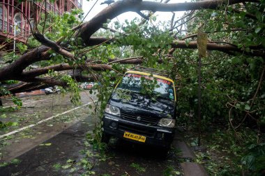 MUMBAI / INDIA - 6 Ağustos 2020: Fort Bölgesindeki son muson yağmurlarının ardından park halindeki bir taksiye ağaç devrildi.