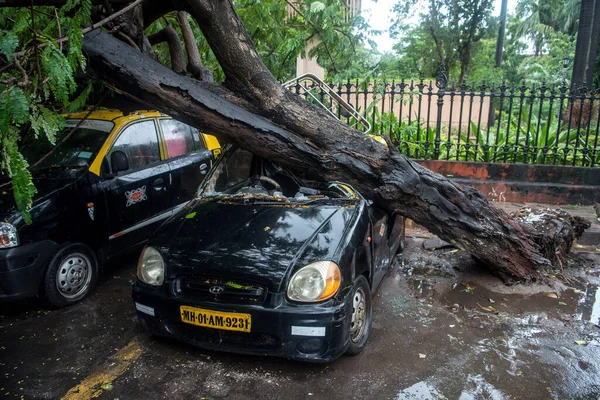 Mumbai India 2020年8月6日 ホーニマン サークルでの最近の豪雨の後 駐車中のタクシーに木が落ちた — ストック写真