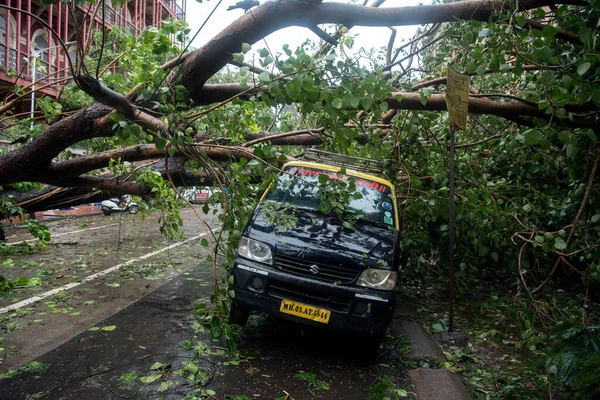 Mumbai India 2020年8月6日 最近のモンスーン豪雨により駐車中のタクシーに木が落ちた — ストック写真