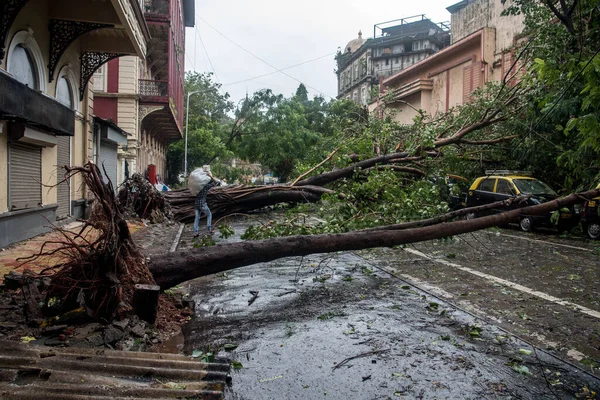 Mumbai India 2020年8月6日 最近のモンスーン豪雨により駐車中のタクシーに木が落ちた — ストック写真