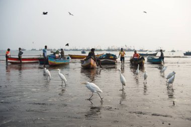 MUMBAI-INDIA 4 Ocak 2021: Harnai sahilinde martılar ve balıkçı tekneleri veya Maharshi Karve plajı, Dapoli, Ratnagiri bölgesi.