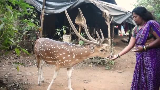 Mumbai Indien Januar 2020 Eine Frau Füttert Gefleckte Hirsche Sanjay — Stockvideo