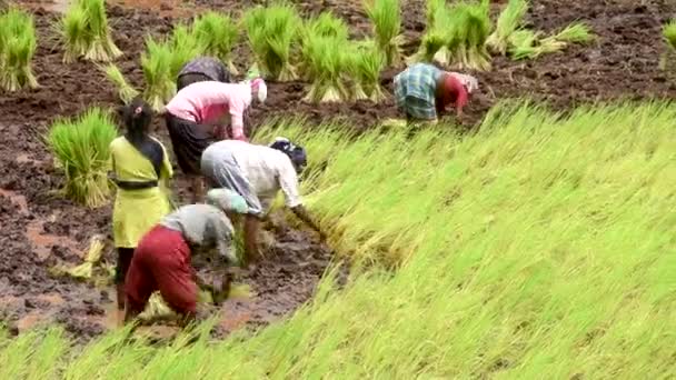 Mumbai Índia Julho 2020 Trabalhadores Agrícolas Plantam Mudas Campo Arrozais — Vídeo de Stock