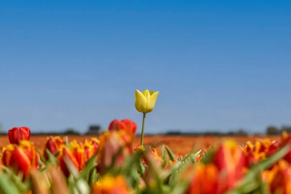 Julianadorp, Hollanda. 7 Mayıs 2021. Türünün tek örneği. Julianadorp yakınlarında turuncu lalelerin arasında sarı bir lale..