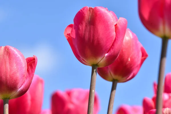 Julianadorp, Nederland. 5 mei 2021. Close-up van bloeiende roze tulpen. — Stockfoto