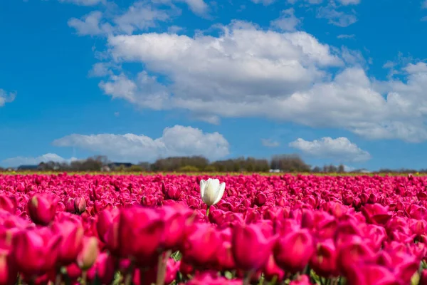 Julianadorp, Niederlande. 7. Mai 2021. Blühende violette Tulpen bei Julianadorp, Niederlande. — Stockfoto