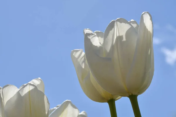 Julianadorp, Nederland. 7 mei 2021. Bloeiende witte tulpen bij Julianadorp, Nederland. — Stockfoto