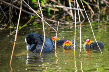 Den Helder, Hollanda. 3 Mayıs 2021. Yavru ördekler anne yaban ördekleri tarafından besleniyor..