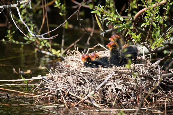 Den Helder, Nederland. 3 mei 2021. Jonge koetjes worden gevoed op het nest door moeder koet. — Stockfoto