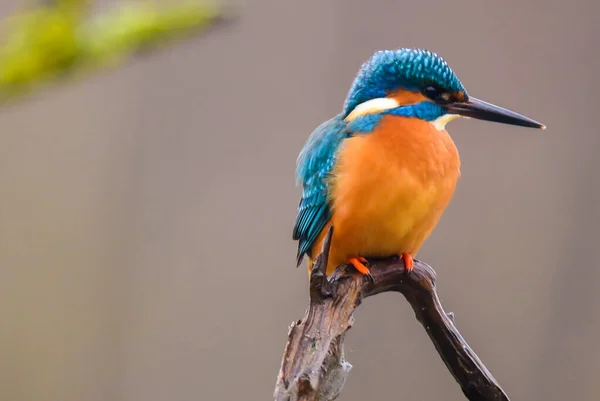 Kingfisher on a branch, patiently waiting for a fish. — Stock Photo, Image