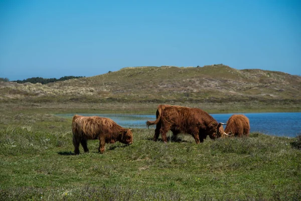 Den Helder, Hollanda. Haziran 2021. Grafelijkheidsduinen, Huisduinen, Hollanda 'nın sulak arazilerinde otlayan sığırlar.. — Stok fotoğraf