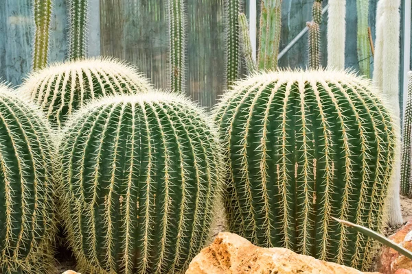 Den Helder, Paesi Bassi. Luglio 2020. I cactus dell'orto botanico di Den Helder, Olanda. — Foto Stock