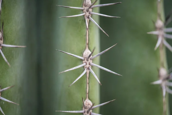 Den Helder, Paesi Bassi. Giugno 2021. Primo piano delle spine di un cactus. — Foto Stock
