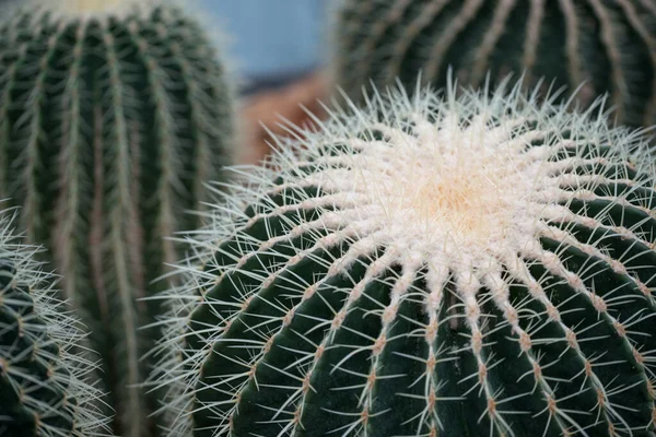 Primo piano delle spine di vari cactus in un giardino botanico. — Foto Stock