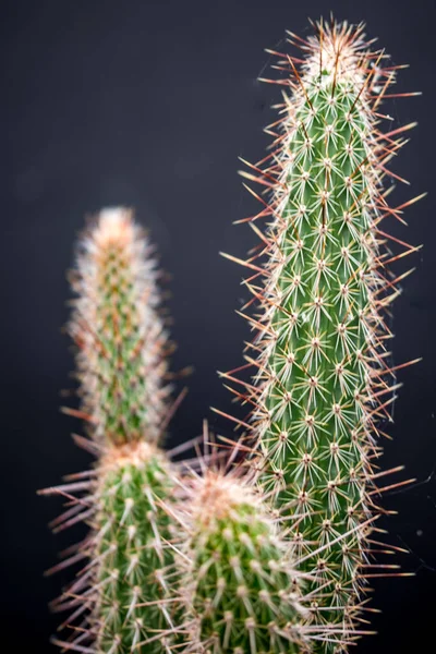 Primo piano delle spine di un cactus. — Foto Stock