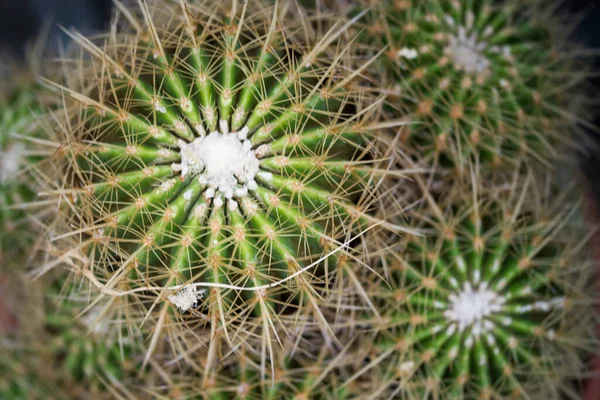 Primo piano delle spine di un cactus. — Foto Stock