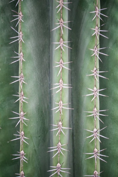 El primer plano de las espinas de un cactus. —  Fotos de Stock