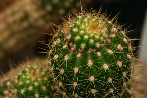 Primo piano delle spine di un cactus. — Foto Stock