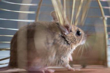 Den Helder, Hollanda. Temmuz 2021. Hayvan dostu fare kapanında bir fare..