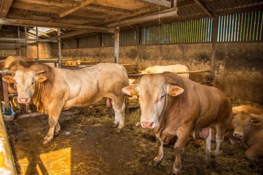 Texel, Hollanda 'da. Ağustos 2021. Sığır çiftliğindeki genç boğalar