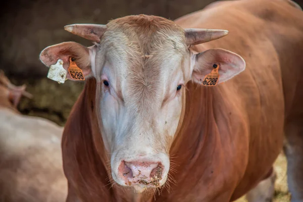 Texel, Países Baixos. Agosto de 2021. Jovens touros no celeiro em uma fazenda de gado — Fotografia de Stock