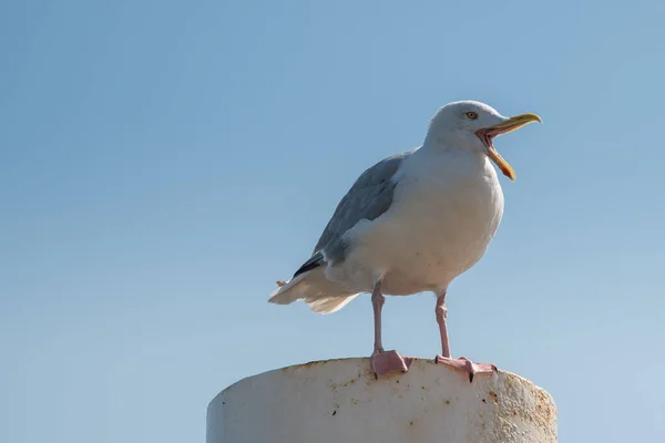 Texel, Países Bajos. Agosto 13, 2021.Gaviota gritando en un puesto de amarre. — Foto de Stock