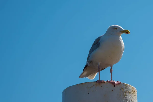 Texel, Países Bajos. Agosto 13, 2021.Gaviota gritando en un puesto de amarre. — Foto de Stock