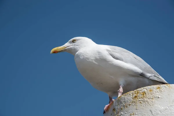 Texel, Países Bajos. Agosto 13, 2021.Gaviota gritando en un puesto de amarre. — Foto de Stock