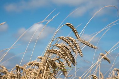 Texel, Hollanda 'da. 13 Ağustos 2021. Mavi gökyüzüne doğru bir mısır sapı yaklaştır..