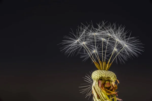 Den Helder, the Netherlands. September 2021. Close up of the fluff of a dandelion. — Stock Photo, Image