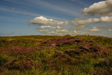Texel, Hollanda. Eylül 2021. Teksas adasında çiçek açan fundalık.