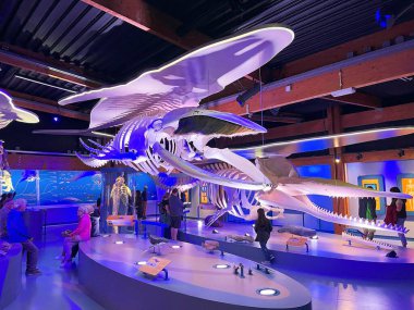 Texel, Netherlands. September 10, 2025. The skeleton of a sperm whale, on display at Ecomare, Texel. High quality photo